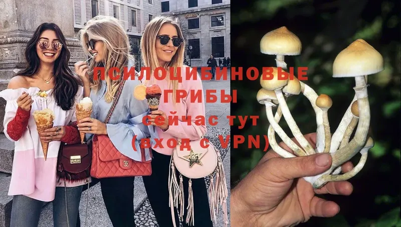 Галлюциногенные грибы Psilocybe  MEGA ССЫЛКА  Дмитриев  купить наркоту 